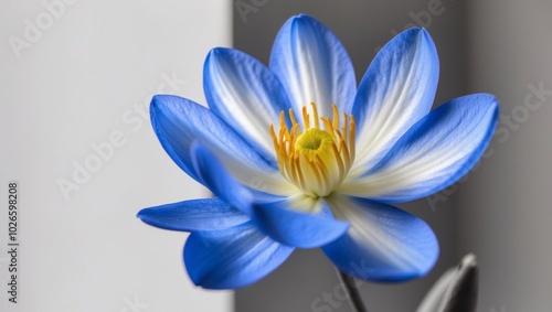 A tight shot of a blue bloom featuring a yellow stamen in its core. photo