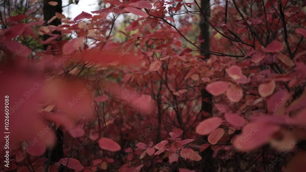 Gentle Breeze Through Autumn Leaves. Nature's Palette: Fall Foliage. Autumn Leaves in the Wind Gentle Breeze Through Autumn Leaves. Nature's Palette: Fall Foliage. Autumn Leaves in the Wind