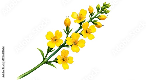 yellow tulips isolated on white