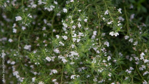 The thyme plant blooms in August.