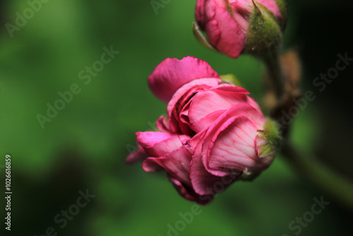 Wallpaper Mural pink pelargonium zonale flower macro Torontodigital.ca