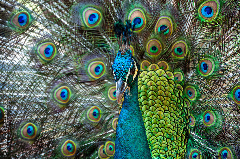 Obraz premium Peacock with beautiful colorful tail spreaded