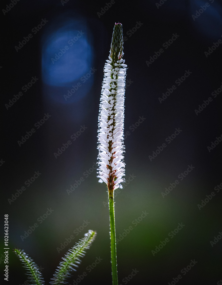Macro Shot of Nature Life in Forest – Detailed Forest Nature Photography Macro Shot of Nature Life in Forest – Detailed Forest Nature Photography