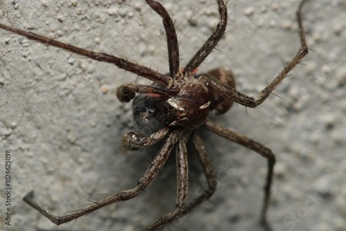 agelena labyrinthica spider macro photo