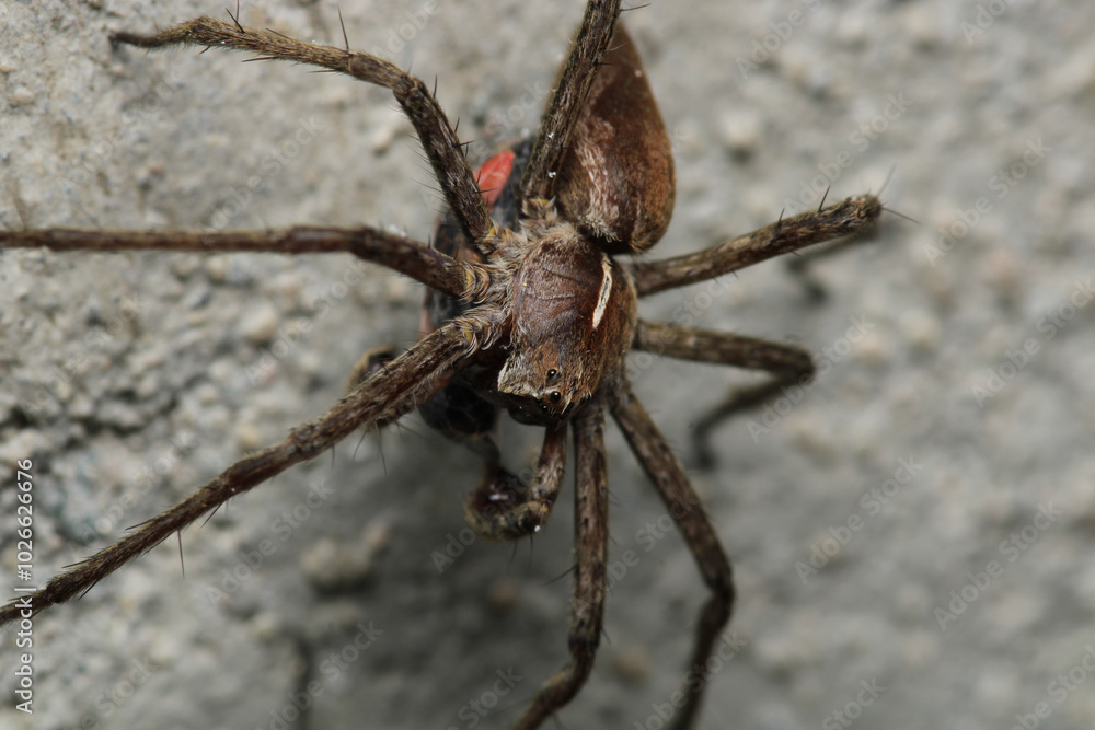 agelena labyrinthica spider macro photo agelena labyrinthica spider macro photo