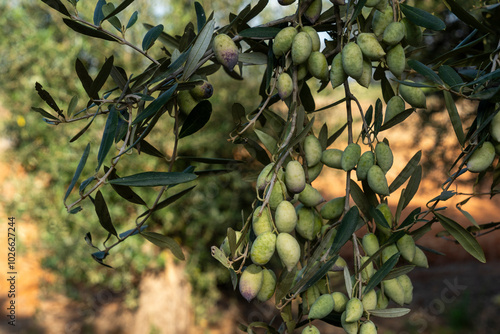 A lot of olives on the tree in the picking season photo