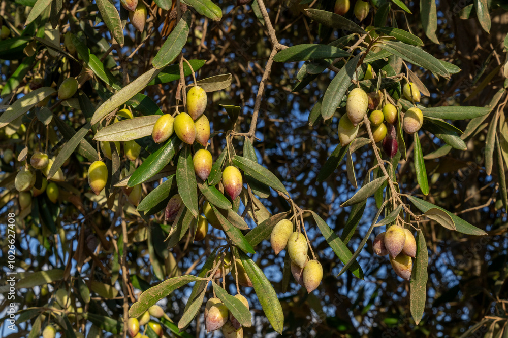 A lot of olives on the tree in the picking season