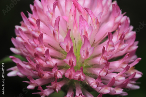 trifolium pratense plant macro photo