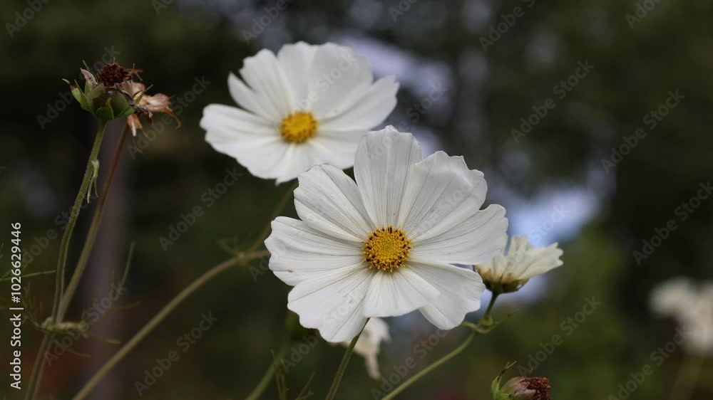 Garden cosmos flower. Close up and isolated. Garden cosmos flower. Close up and isolated.