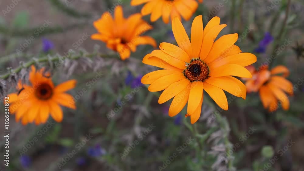 The glandular Cape marigold flower. Orange duringe autumn in September, 2024. Sweden. The glandular Cape marigold flower. Orange duringe autumn in September, 2024. Sweden.
