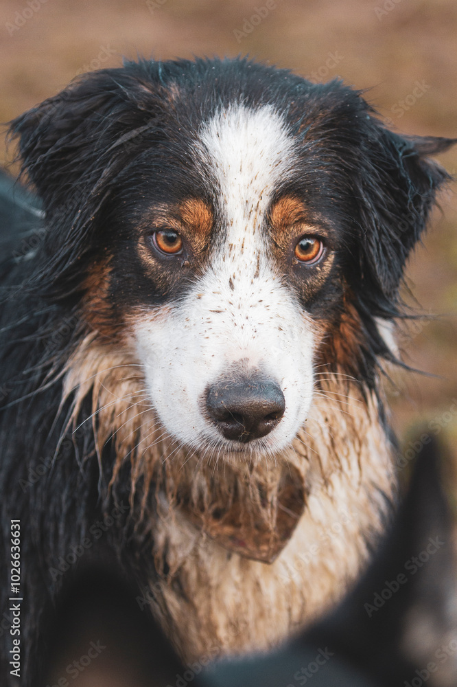 Fototapeta premium Dog covered in mud patiently waits to play with another dog.