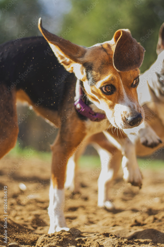 Action photo of a young beagle puppy playing in the sand. Action photo of a young beagle puppy playing in the sand.