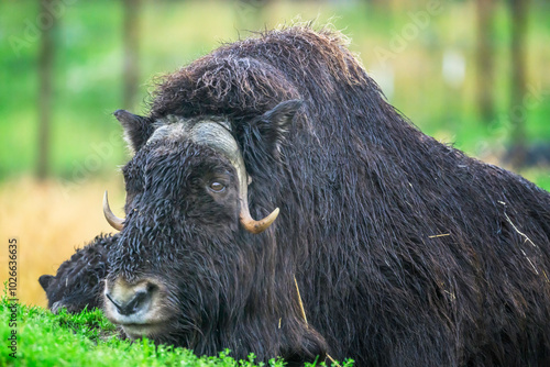 Musk Ox in Alaska 