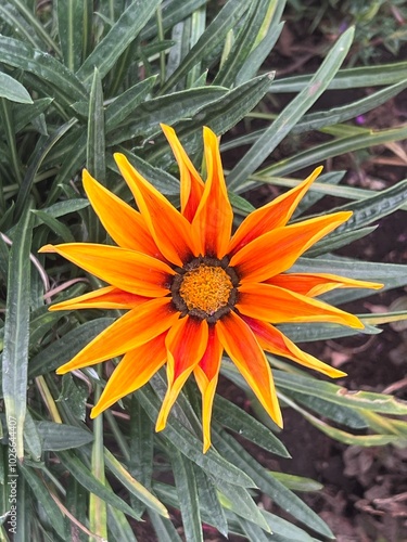 Wildflower with brightly colored petals in the middle of nature