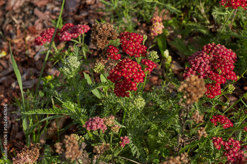 Red flowers, green leaves in the garden on the lawn. Red flowers, green leaves in the garden on the lawn.