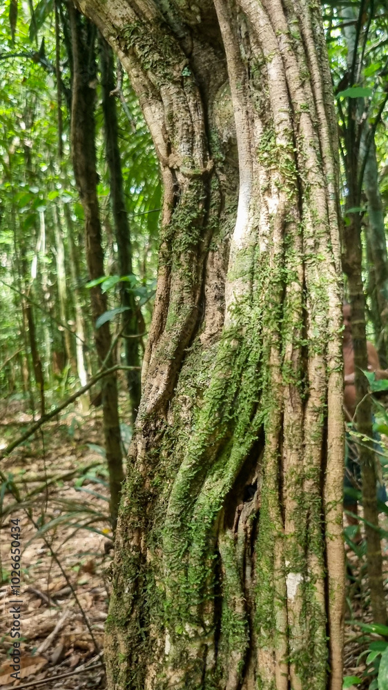 Tronco de árvore com cipós Tronco de árvore com cipós