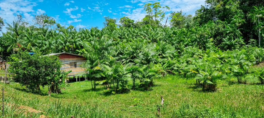 Plantação de açaí na Amazônia Plantação de açaí na Amazônia