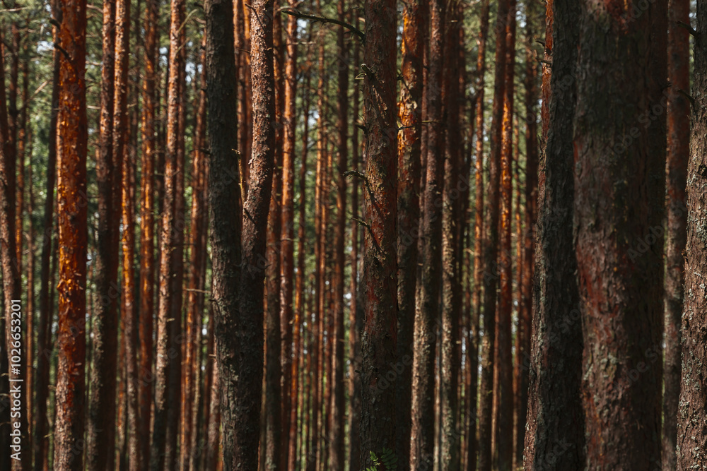 A beautiful forest with pine trees, smooth tree trunks in rows. A beautiful forest with pine trees, smooth tree trunks in rows.