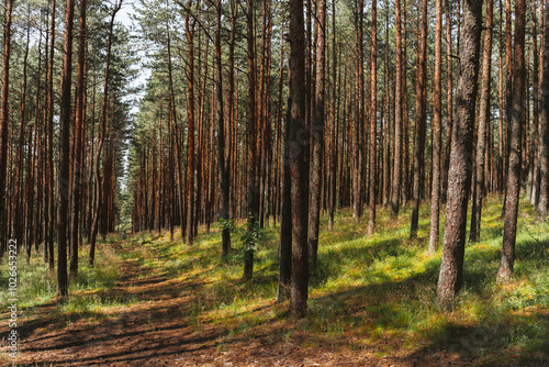 A beautiful forest with pine trees, smooth tree trunks in rows.