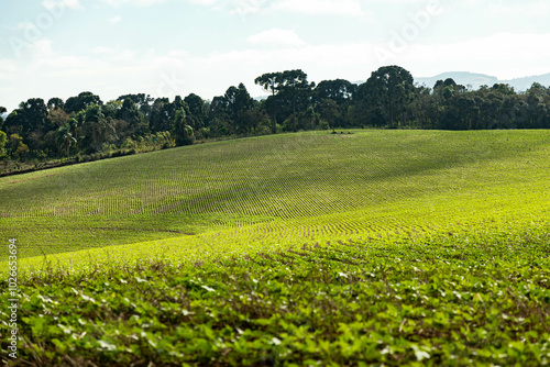 Black bean plantation in large extensive farm