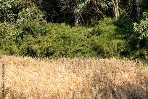 Oat plantation (Avena sativa and Avena byzantina) in a large sunny field photo