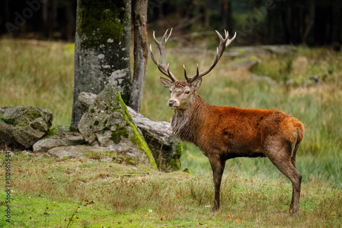 Foto King of forest