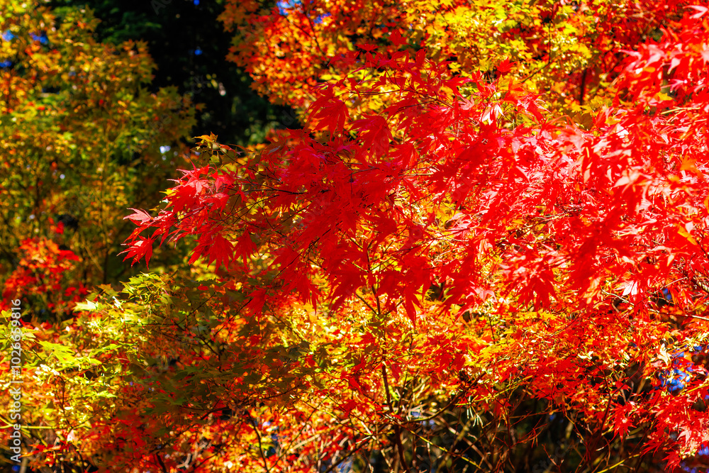 Beautiful Autumn Background: Red Maple Leaves on a Sunny Day Beautiful Autumn Background: Red Maple Leaves on a Sunny Day