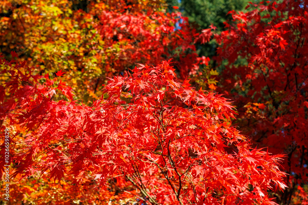 Beautiful Autumn Background: Red Maple Leaves on a Sunny Day Beautiful Autumn Background: Red Maple Leaves on a Sunny Day