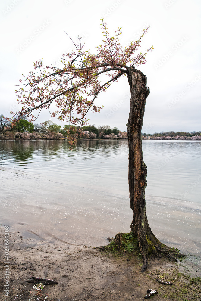 One final photo of stumpy, the cherry blossom tree One final photo of stumpy, the cherry blossom tree