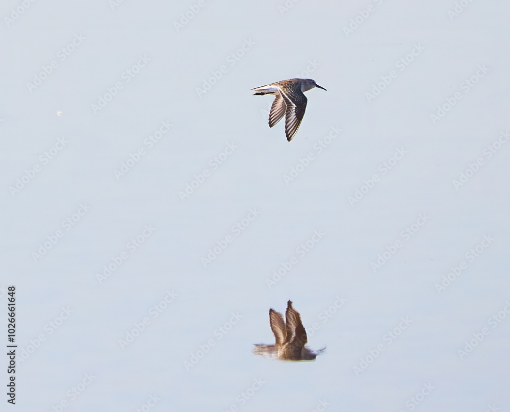 Obraz premium dunlin