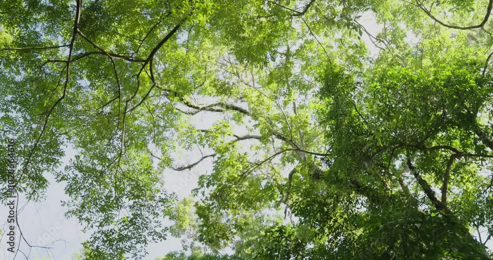 trees leaves sun shining through sky forest. green leaves background. Low angle shot spring tree sunbeam blue sky walking POV camera trees leaves sun shining through sky forest. green leaves background. Low angle shot spring tree sunbeam blue sky walking POV camera