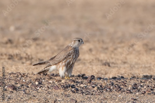 merlin (Falco columbarius), a small species of falcon from the Northern Hemisphere at Desert National Park in Rajasthan, India