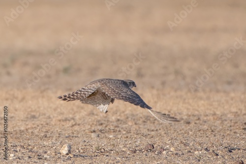 Photography merlin (Falco columbarius), a small species of falcon from the Northern Hemisphe