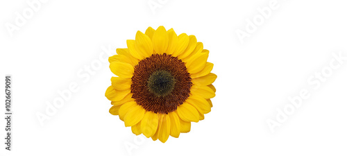 a big and beautiful sunflower with its golden petals