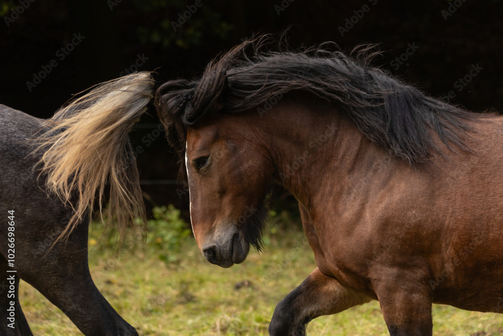 Fototapeta premium Kaltblutportrait