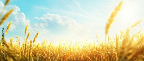  A field of tall grass bathed in sunlight filtering through midday clouds, against a backdrop of a clear, blue sky