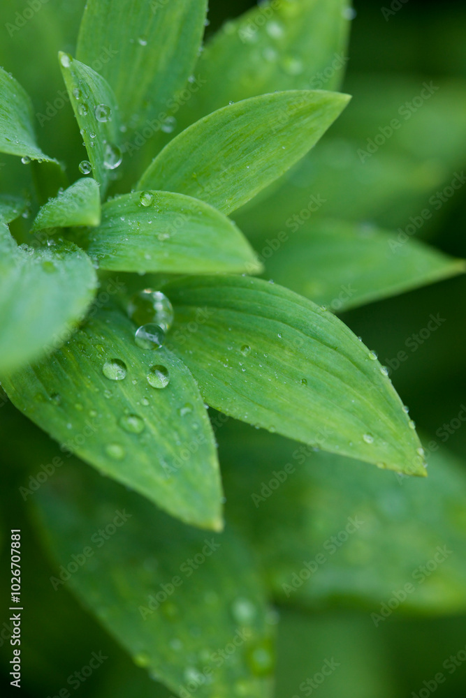 drops of water rain on the green leaf. drops of water rain on the green leaf.