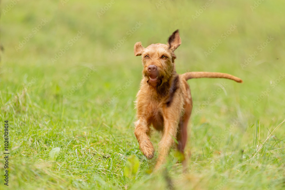Magyar Vizsla kommt angelaufen Magyar Vizsla kommt angelaufen