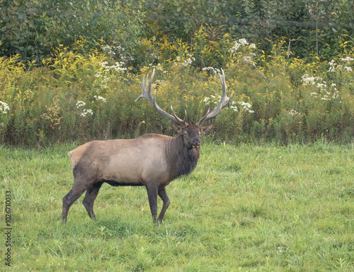 Wallpaper Mural Elk Bull Bugling Autumn Rut Royal Imperial Monarch Antlers Torontodigital.ca