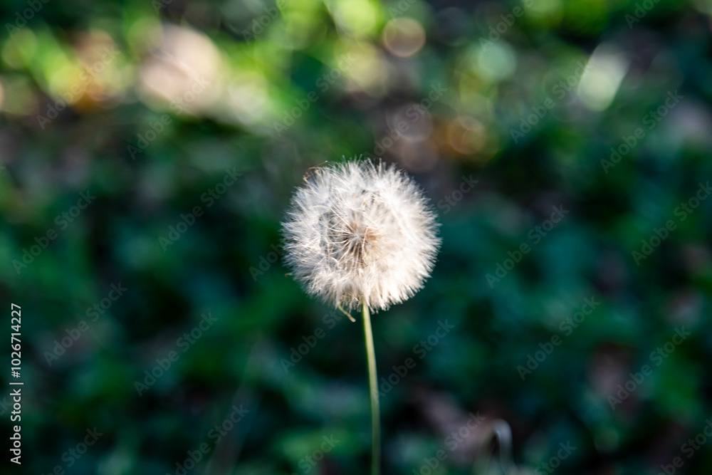Dandelion fluff (Taraxacum) on green background Dandelion fluff (Taraxacum) on green background