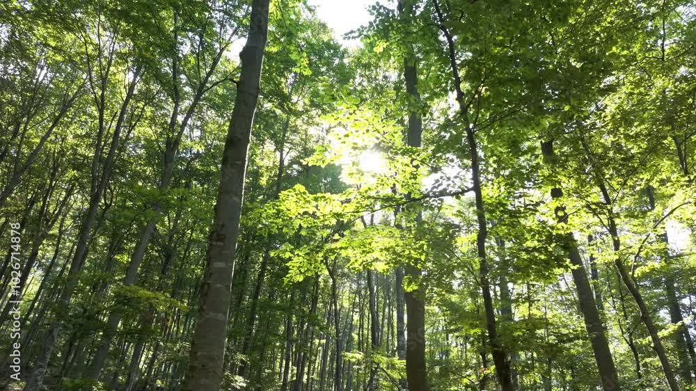 Fpv drone flying slowly in the forest through tree gaps. Sunlight reflecting in the morning Fpv drone flying slowly in the forest through tree gaps. Sunlight reflecting in the morning