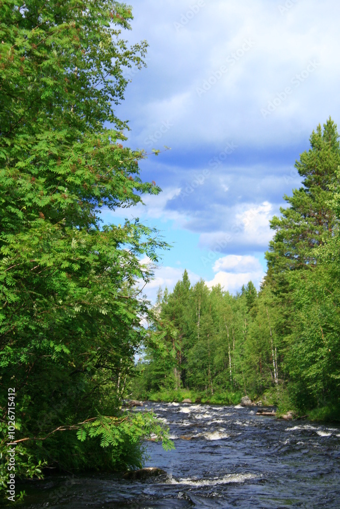 Fototapeta premium mountain river in the forest