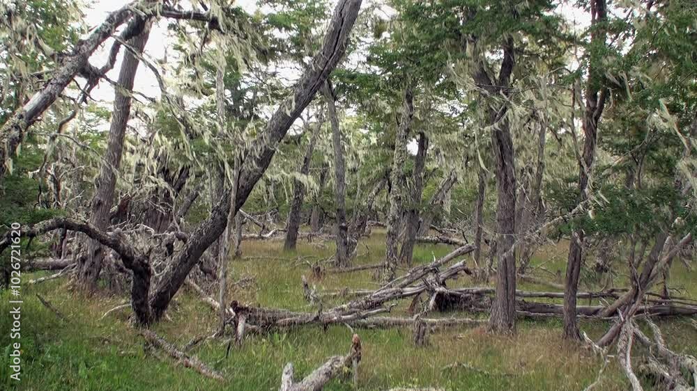 A tranquil forest in Los Alerces National Park showcases the unique biodiversity of Northern Patagonia, featuring towering trees and vibrant moss amidst fallen branches and rich green undergrowth. A tranquil forest in Los Alerces National Park showcases the unique biodiversity of Northern Patagonia, featuring towering trees and vibrant moss amidst fallen branches and rich green undergrowth.