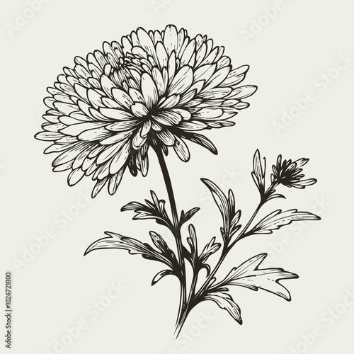 Adobe Illustrator Artwork
Aster, dahlia, chrysanthemum sketch flowers
illustration outline of a flower
black and white line art, lineart
set of contour flower, line art of flowers, leaves