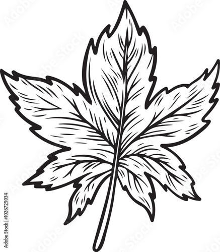Maple leaf engraved botanical vector illustration.