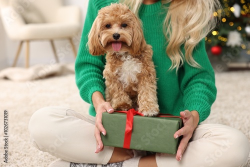 Woman with gift box and cute Maltipoo dog on rug indoors, closeup photo