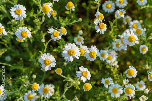 Many white and yellow tiny daisy flowers, from above, in the sun, telephoto