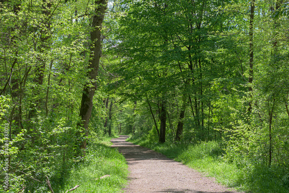 Fototapeta premium Forest road lined with green trees.