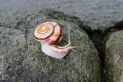 Snail movement. Mollusk background material.