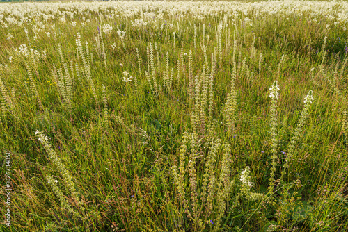 Blooming white medical sage with long stems, against a blurred background, backlit, in a field, Hungary, Kiskunsag, telephoto photo